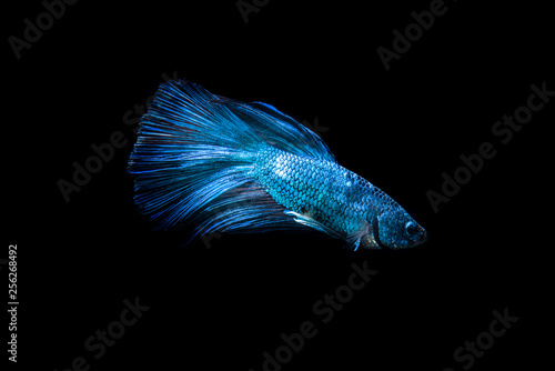 Blue fighting fish on black background