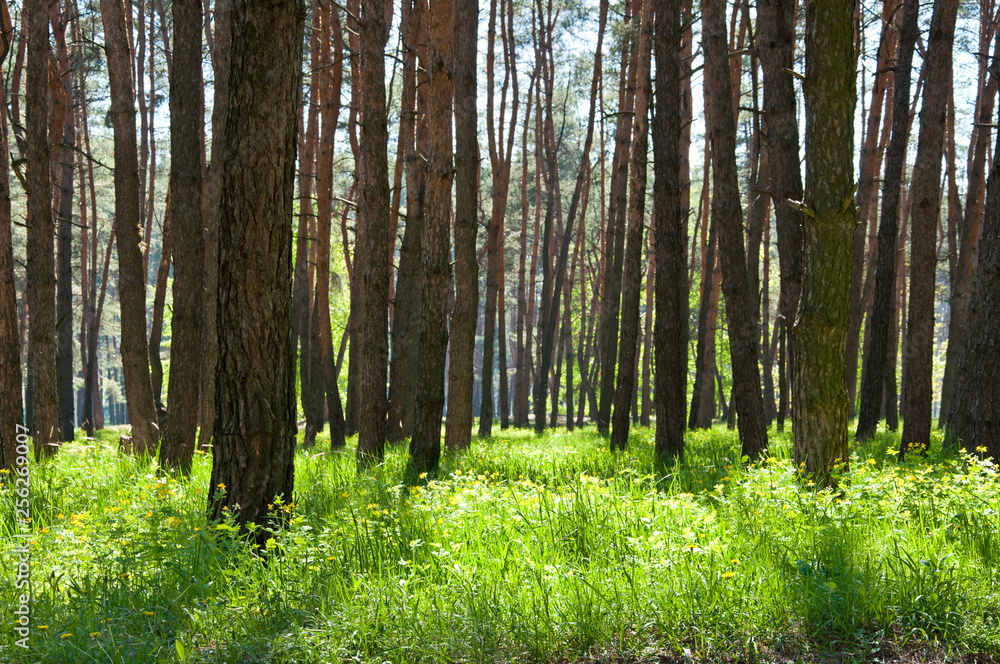 Fototapeta premium Beautiful pine forest in spring
