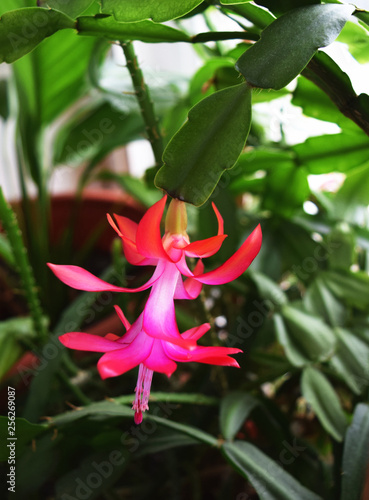 Flower plants  schlumbergera russelliana. Pink flower blooming in December
