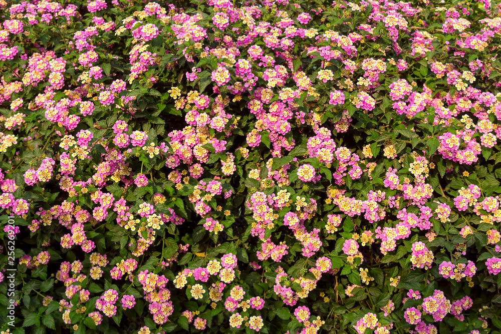 Obraz premium The shrub (Lantana) close-up.