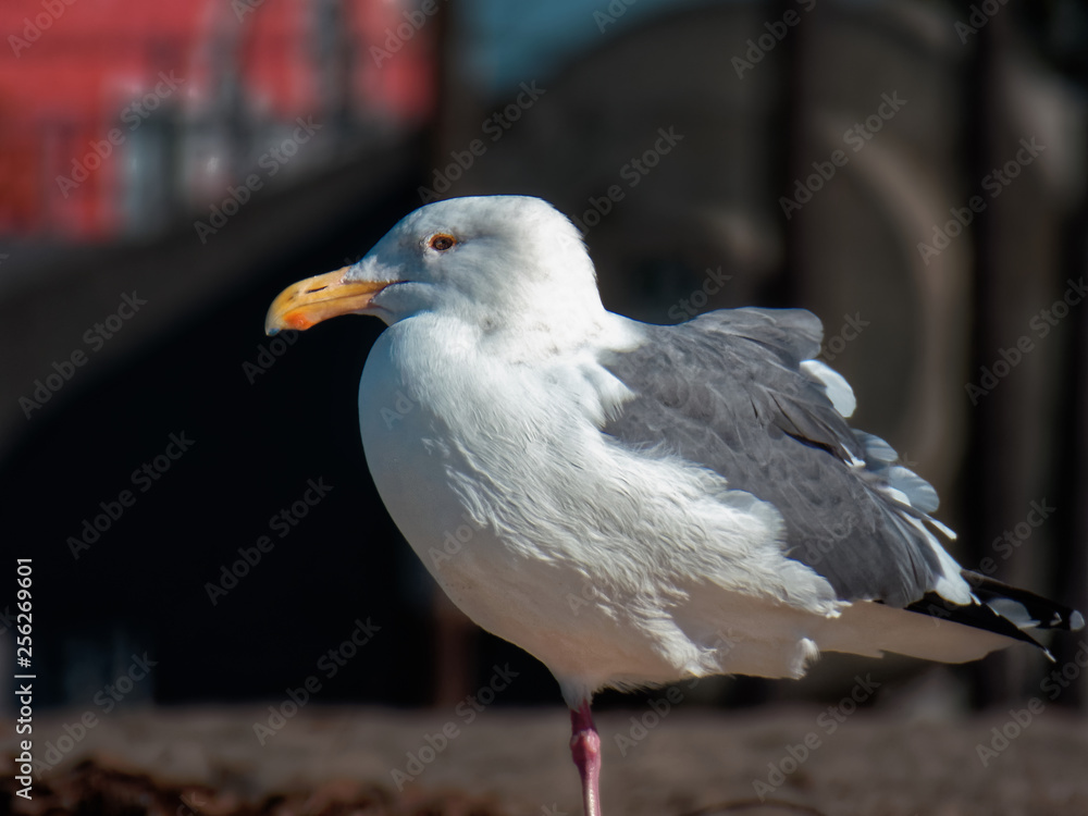 Obraz premium Bird close up