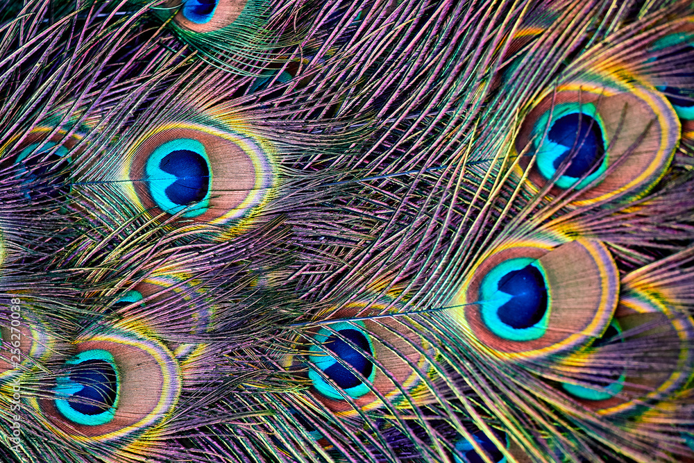 Obraz premium Beautiful feathers. Peacock tail close up.