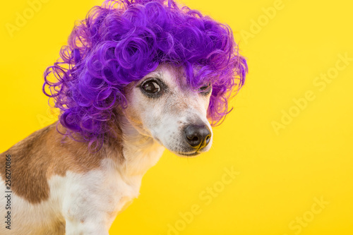 Fototapeta Naklejka Na Ścianę i Meble -  dramatic look funny dog in violet wig. Cocky concept. Bright colors yellow background