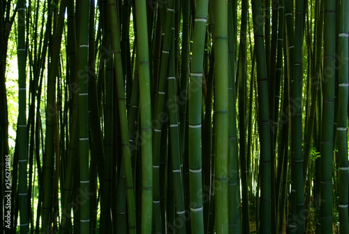 Fototapeta Naklejka Na Ścianę i Meble -  Forêt de bambous verts
