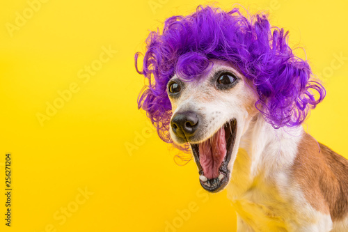 Fotografia Surprised dog face in lilac curly wig