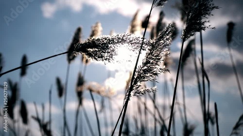 Slowmotion. The morning sunlight goes through withered dry brown reeds by the river in spring