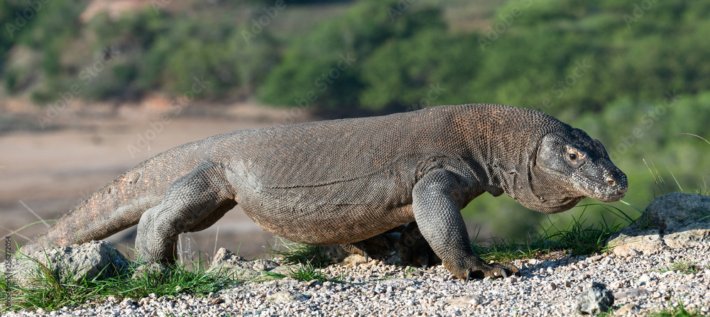 Obraz premium Komodo dragon. Scientific name: Varanus Komodoensis. Indonesia. Rinca Island.