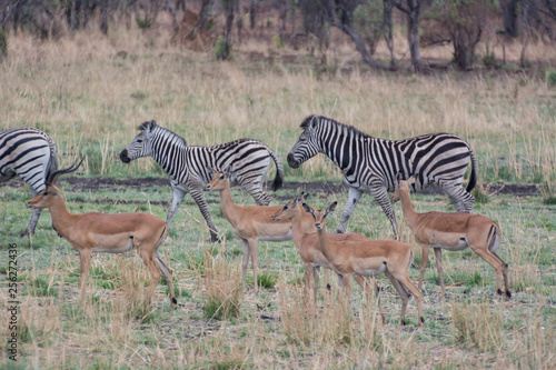 Kudus und Zebras in der Savanne vom in Simbabwe  S  dafrika