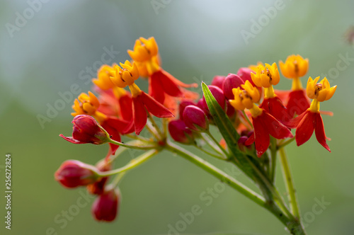 Asclepias curassavica tropical beautiful flowers in bloom, red orange yellow flowering plant photo