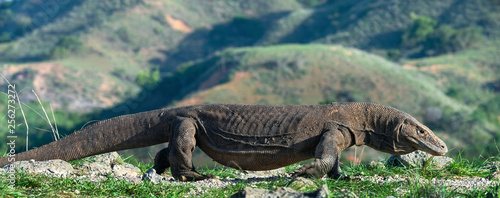 Walking komodo dragon. Scientific name  Varanus Komodoensis. Indonesia. Rinca Island.