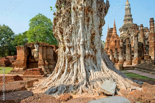 Beautiful giant white tree on the backdrop of the ancient temple's ruins in Sukhothai Park. Thailand