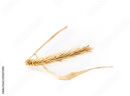 Harvested grain, rye isolated on white background