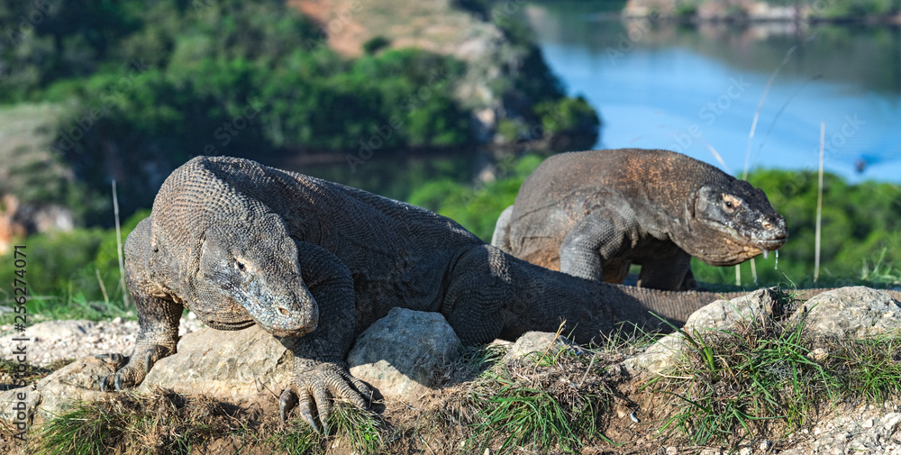 Komodo dragon.  Scientific name: Varanus Komodoensis. Indonesia. Rinca Island.