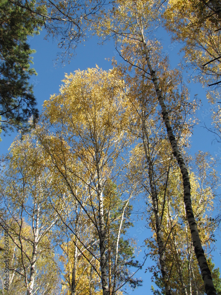 trees in autumn trees in autumn