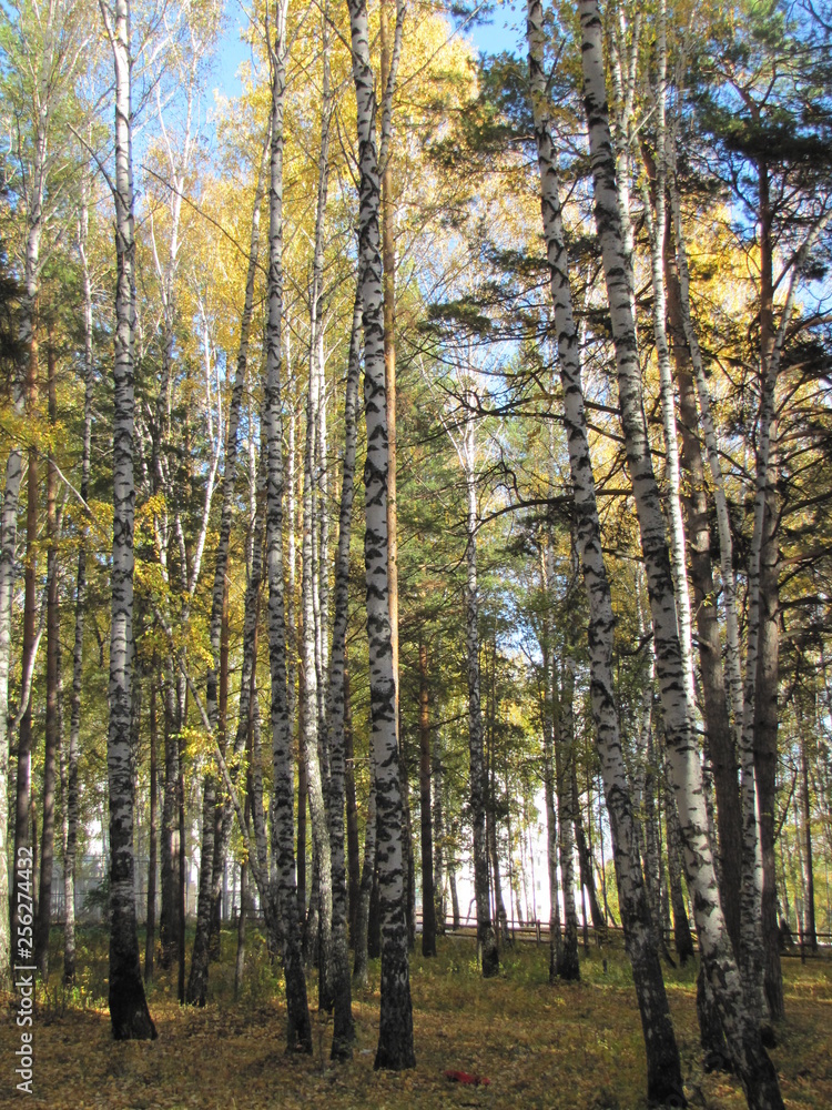 trees in autumn