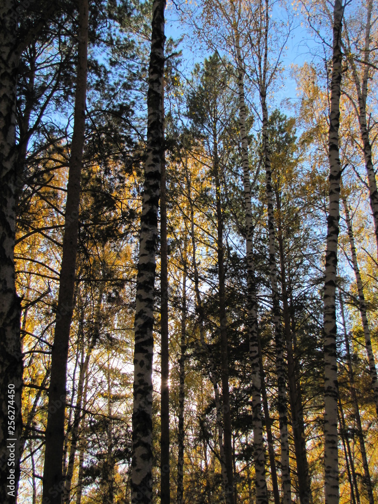 Fototapeta premium trees in autumn