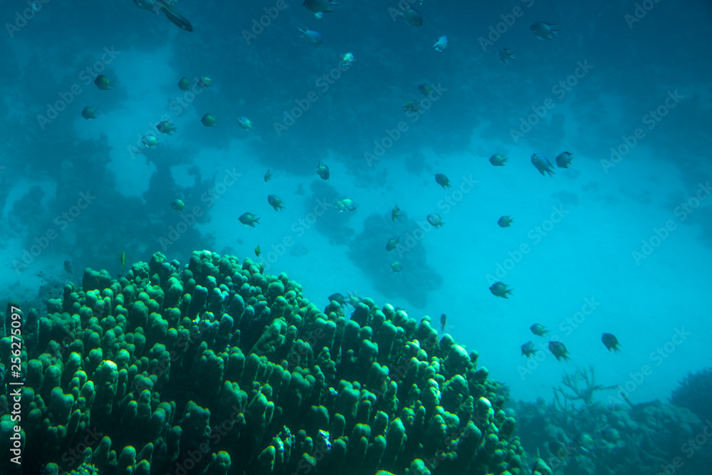 Fototapeta premium Rafa Hurgada Egipt