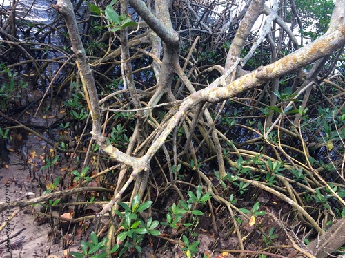 Florida mangroves  © Juli