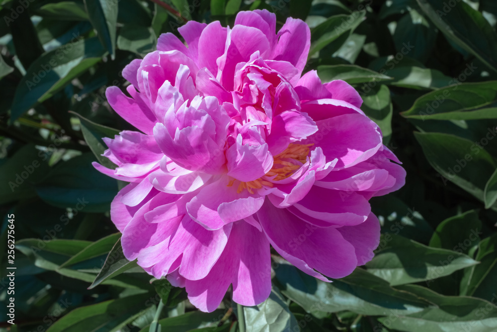  Head of a pale pink peony flower.