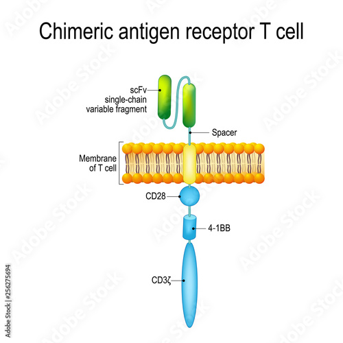 Chimeric antigen receptor T cell (CAR)