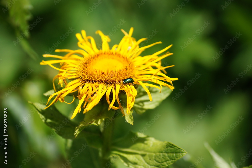 dandelion on green background dandelion on green background