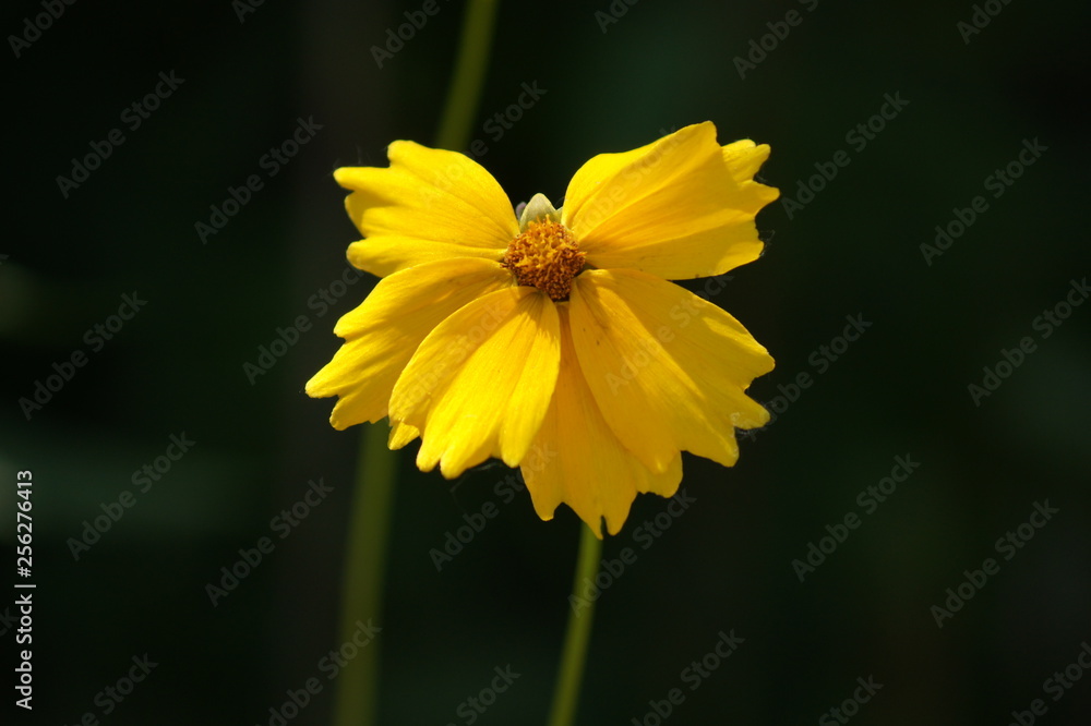 Obraz premium yellow flower on green background