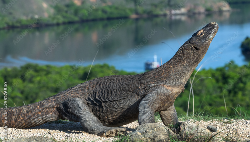 Komodo dragon. The dragon raised his head. Scientific name: Varanus Komodoensis. Indonesia. Rinca Island. Komodo dragon. The dragon raised his head. Scientific name: Varanus Komodoensis. Indonesia. Rinca Island.