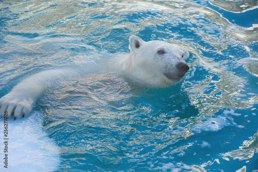 Big polar bear is swimming in the water. Ursus maritimus or Thalarctos Maritimus.