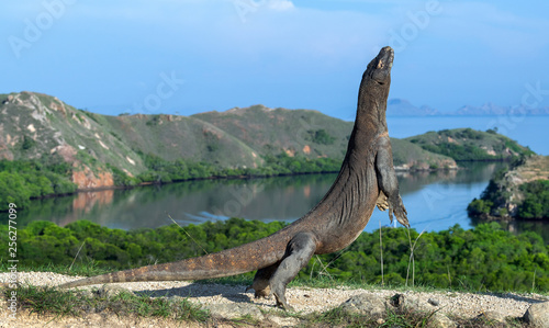 The Komodo dragon  stands on its hind legs. Scientific name  Varanus komodoensis. Biggest living lizard in the world. Rinca island. Indonesia.