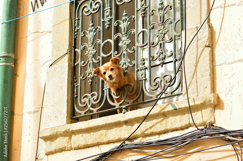 Redhead doggy leans out of the window grilles photo