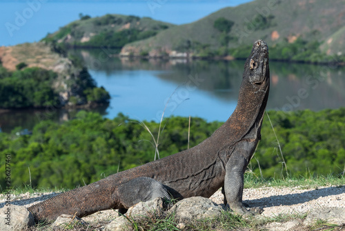 Komodo dragon.  The dragon raised his head. Scientific name  Varanus Komodoensis. Indonesia. Rinca Island.