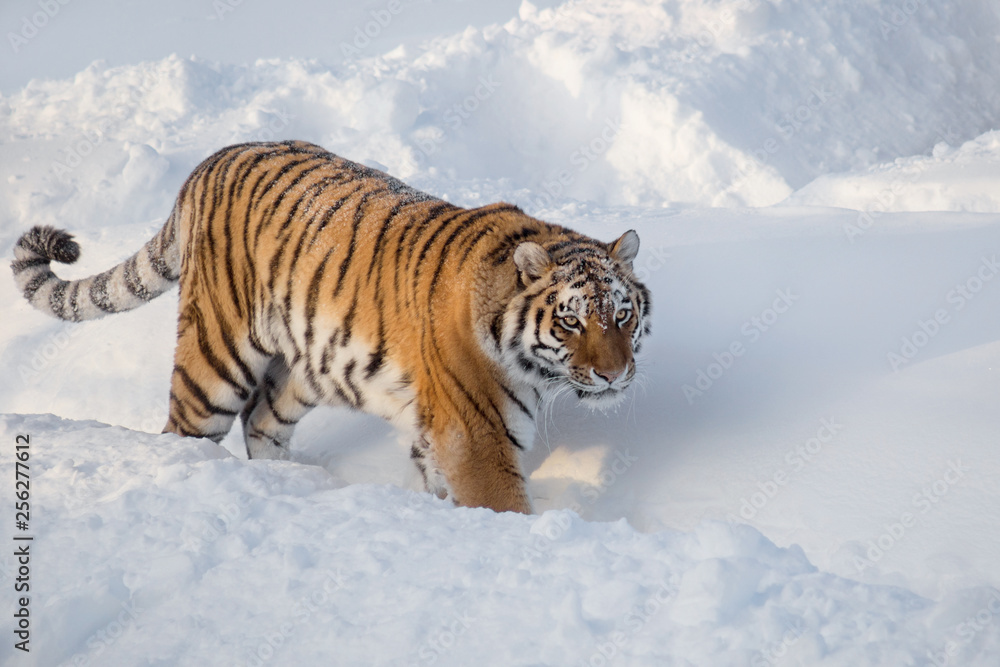 Obraz premium Wild siberian tiger is looking for its prey. Panthera tigris tigris.