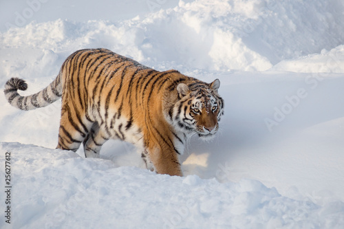 Wild siberian tiger is looking for its prey. Panthera tigris tigris.
