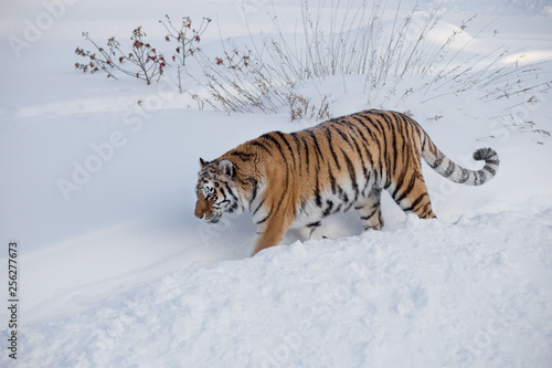 Wild siberian tiger is walking on the white snow in the park. Panthera tigris tigris. Animals in wildlife.