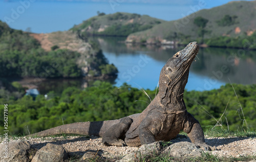 Komodo dragon. Scientific name: Varanus Komodoensis. Indonesia. Rinca Island.