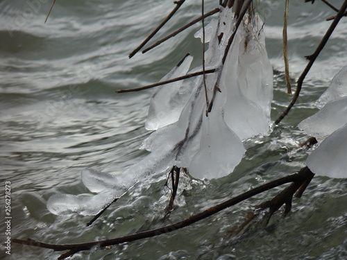 ice on branch