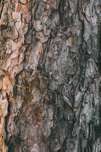 Bark of pine tree texture and background. 