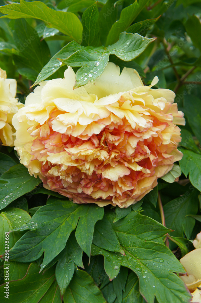 Paeonia suffruticosa kinkaku pale orange peony flower head Paeonia suffruticosa kinkaku pale orange peony flower head