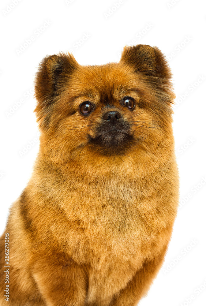 Obraz premium pomeranian dog looks on a white background