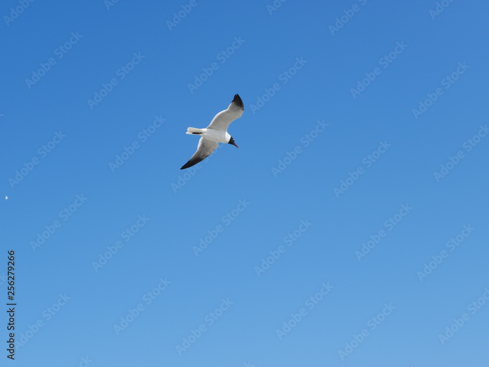 Obraz premium seagull flying in the sky