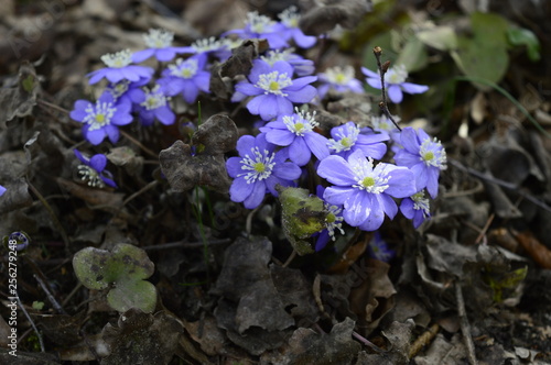  Closeup Hepatica nobilis - delicate spring blue flower with blurred background at spring garden