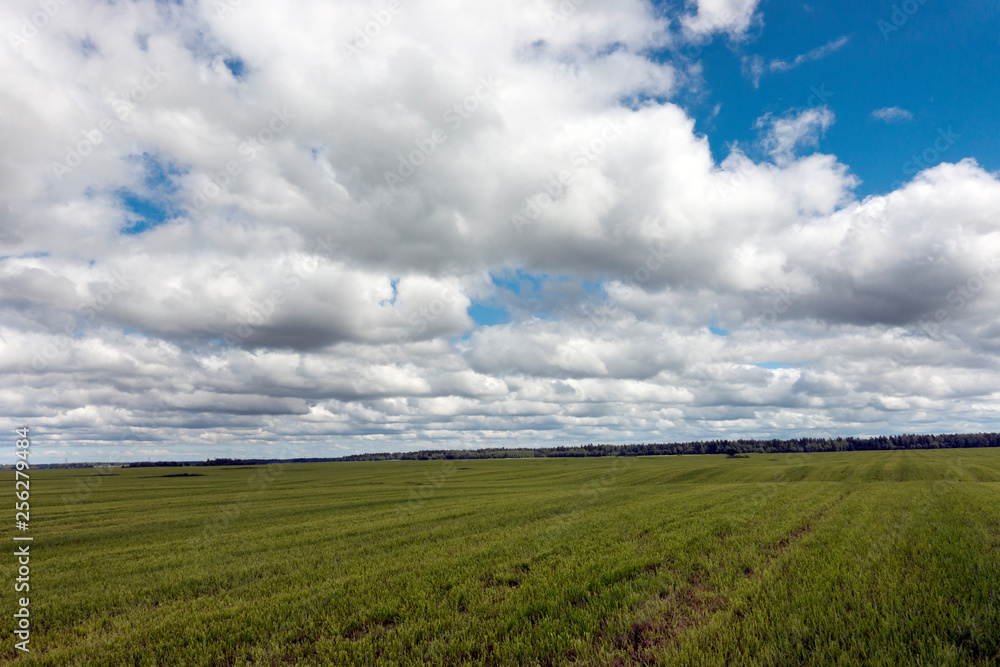 Fototapeta premium field with a green grass