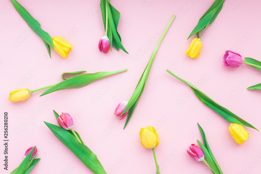 Spring flowers. Tulip on pink background. Flat lay, top view Spring flowers. Tulip on pink background. Flat lay, top view