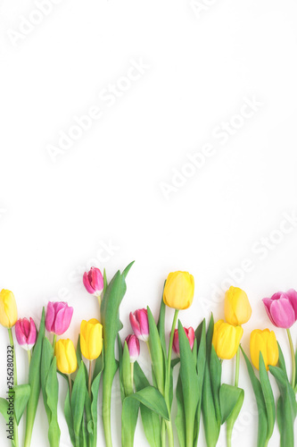 Spring flowers. Tulip on white background. Flat lay  top view