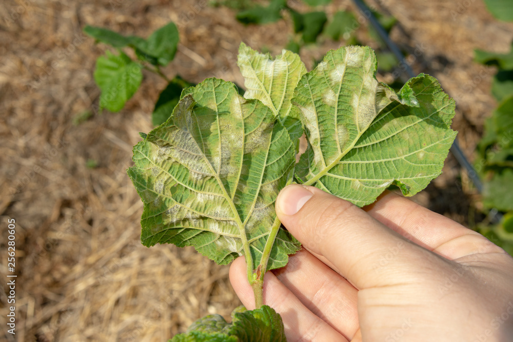 larvae caterpillar eats hazelnut nut leaves close-up macro. Walnut garden pests
