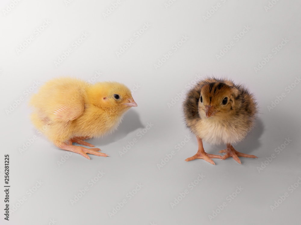 Two small quail on a white background