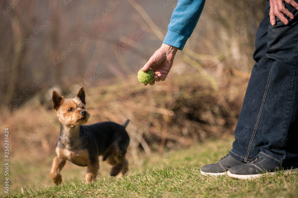 Senior man is training his dog playing ball with his owner at an off leash dog park, training dog Senior man is training his dog playing ball with his owner at an off leash dog park, training dog