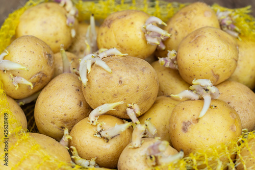 Closeup of seedlings of potatoes with sprouts in a plastic bag, prepared for planting on a wooden table.