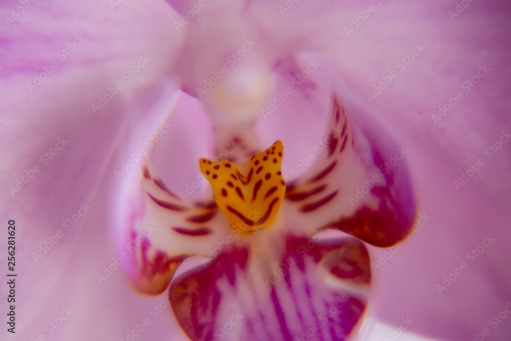 Orchid flower blooming. Slovakia