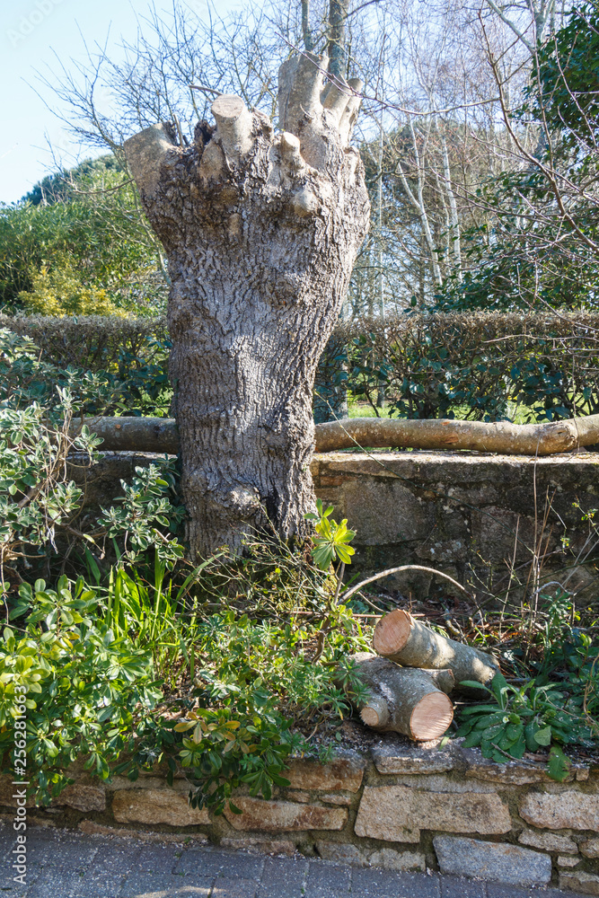 Trunk of a tree after trimming its branch at the end of winter